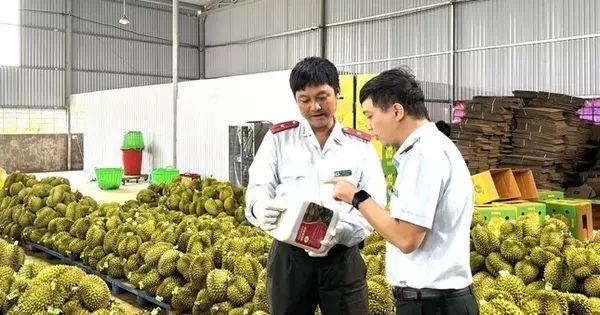 Mời chuyên gia Trung Quốc kiểm tra thực địa sầu riêng, gỡ vướng cho xuất khẩu