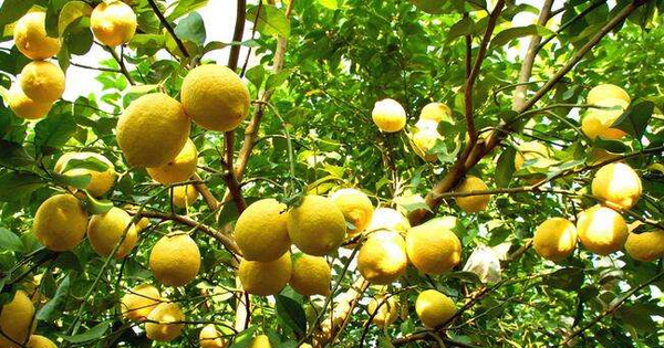 6 cây ăn quả "hút lộc" cho chủ: Cây càng thịnh thì người càng vượng