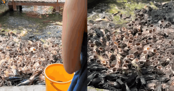 Video du khách cho cá ăn khiến hơn 10 triệu người "nổi da gà rần rần", hội sợ lỗ chỉ biết khóc thét