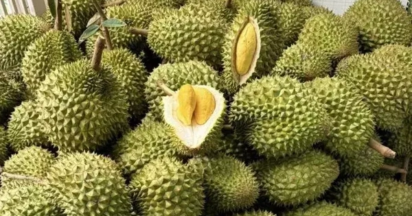 Sầu riêng Việt đón chuyên gia Trung Quốc: Cú hích xuất khẩu, "mở khóa" thị trường tỷ đô