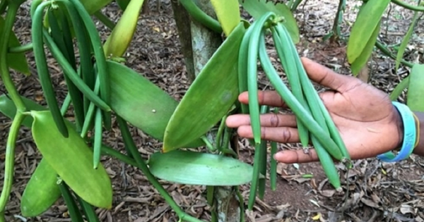 Loại quả đắt đỏ bậc nhất thế giới, từng có giá 15 triệu đồng/kg, ở Việt Nam có người trồng thành công
