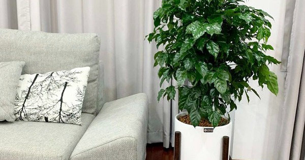 Phòng khách đặt đúng 4 cây này, tiền vào như nước sông Đà, vận đỏ như son