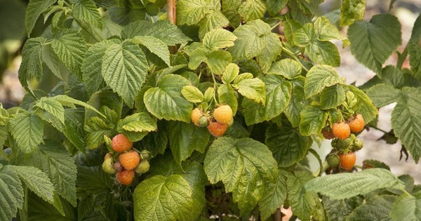 Mỹ đánh giá đây là loại quả tốt nhất giúp kéo dài tuổi thọ, trẻ lâu, là “kho báu” chất chống oxy hoá: Việt Nam có bán nhiều