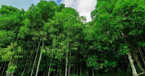 ‘Trợ lực’ từ Indonesia đổ bộ giúp Việt Nam thống lĩnh một mặt hàng của thế giới: Là loại cây từ gốc đến ngọn đều ra tiền, thu về hàng trăm triệu USD mỗi năm