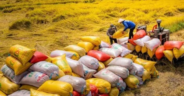 6 tháng đầu năm, Việt Nam xuất khẩu gần 5 triệu tấn gạo
