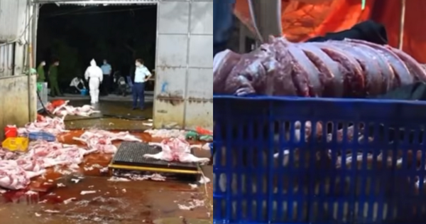 Vụ triệt phá 3 đường dây giết mổ, buôn bán lợn bệnh tại Hà Nội: Tuồn cả nghìn con lợn bệnh ra thị trường, thu lợi 400 triệu chỉ trong 2 tháng