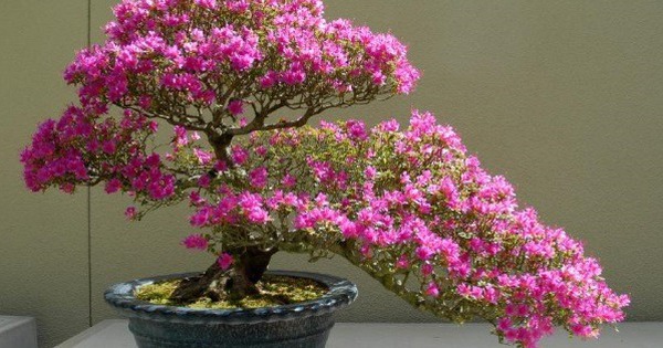 Ngày càng ít người trồng đỗ quyên trong nhà, 3 lý do nghe xong phải gật gù đồng ý