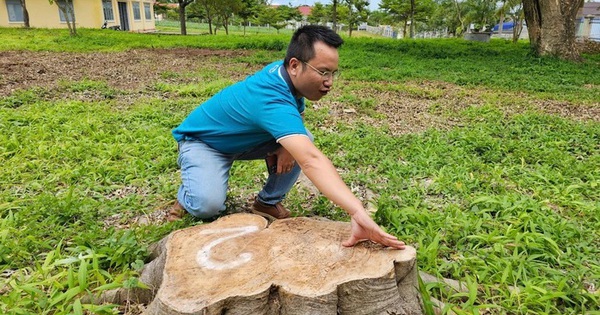 Tạm dừng bổ nhiệm nguyên chủ tịch xã vì chặt cây xanh ở khuôn viên trụ sở đem bán