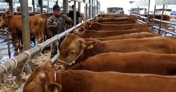 'Đây là khủng hoảng lớn nhất từ khi tôi làm nông' - Nông dân Hàn Quốc than trời vì bò Mỹ nhập khẩu, nhiều trang trại phải đóng cửa suốt 3 năm