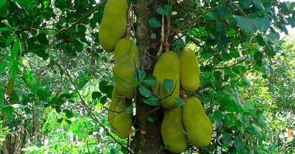 4 loại cây trồng trước nhà giúp tụ lộc, giữ vượng khí, gia chủ phất như diều gặp gió