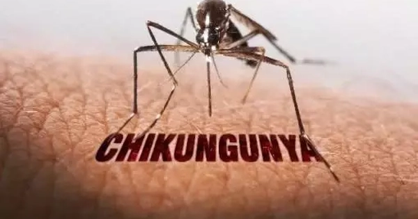 Nguy cơ bệnh Chikungunya xâm nhập Việt Nam, Bộ Y tế ra cảnh báo