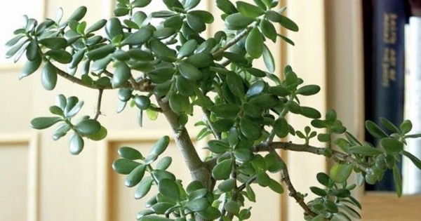 Không phải lưỡi hổ hay kim tiền, đây mới là cây “bảo vệ cửa ngõ”, xua tà giữ lộc, trồng 1 chậu như sở hữu 5 két vàng