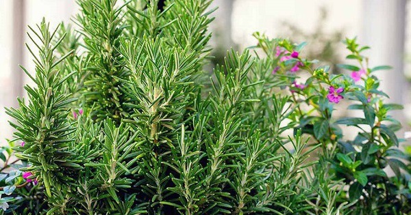 1 loại cây nhỏ bằng bàn tay nhưng sức mạnh như "máy hút vàng", lá tỏa mùi thơm, xua côn trùng, gọi may mắn về nhà