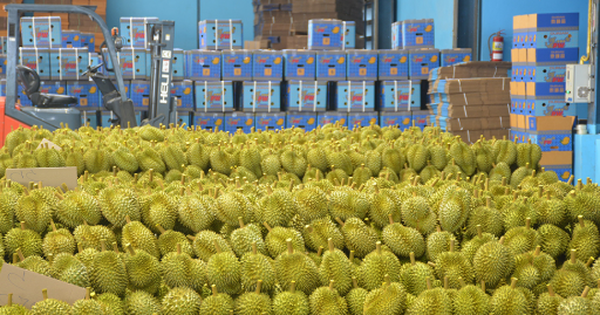Đối thủ sầu riêng của Việt Nam vừa chính thức xuất khẩu lô hàng đầu tiên sang Trung Quốc bằng đường hàng không, đến tay người tiêu dùng chỉ mất 48 tiếng