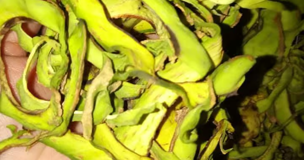 1 loại thực phẩm lọt Top tốt nhất thế giới, người Việt đã ăn từ lâu: Tốt cho cả người tiểu đường, được trồng rộng rãi ở nước ta