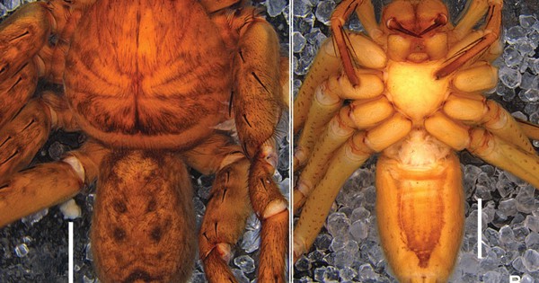 Hai loài chưa từng có trong danh mục khoa học được phát hiện ở độ cao trên 1.000m tại Việt Nam