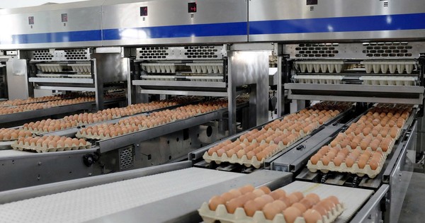 Giá trứng tăng đột biến sau những tháng thấp kỷ lục: Thị trường chao đảo, Hoà Phát vẫn đều đều 1 triệu quả/ngày, báo lãi tăng 135%