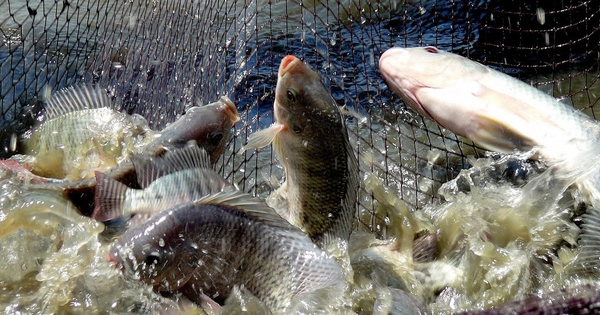 4 loại cá là "báu vật omega-3", giàu canxi mà giá rẻ hơn cá hồi, nếu gặp ở chợ thì nên mua ngay