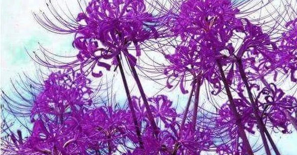 Một mã bất động sản tăng kịch trần 40% trong ngày chào sàn, vốn hóa công ty chạm mốc nghìn tỷ