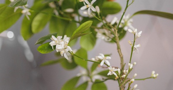 Ông bà dặn con cháu: Trong nhà có 9 cây như vòi rồng phun lộc, may mắn tiền tài tràn về không kịp hốt