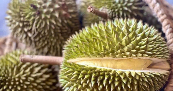 Nhiều doanh nghiệp Trung Quốc sắp đến TP HCM mua sầu riêng