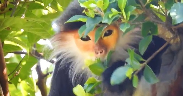 Loài vật chỉ có ở Việt Nam: Đẹp bậc nhất thế giới, còn chưa tới 2.500 cá thể, nguy cơ tuyệt chủng cận kề