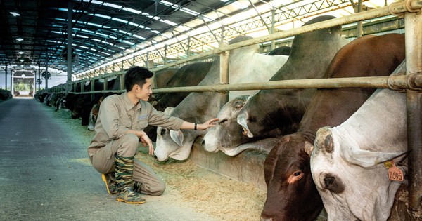 Không chỉ là vua thép, tỷ phú Trần Đình Long còn chiếm ngôi "vua bò Úc": Sản lượng 6T2025 tăng 115%, mục tiêu 150.000 con