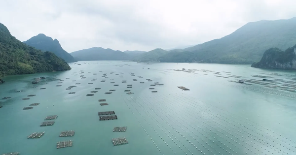 Nuôi “kho báu” dưới lòng biển: Người dân vừa giàu vừa cứu đại dương