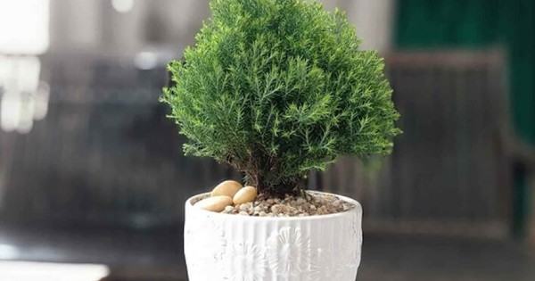 Trong nhà đặt 5 loại cây cảnh này, may mắn tăng nhanh, tài lộc vào như nước