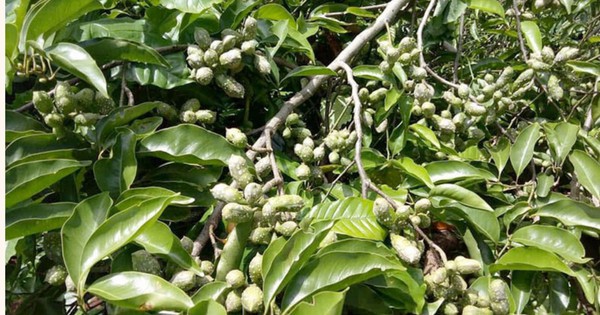 “Vàng đen” Tây Bắc từng đứng trước nguy cơ biến mất, hiện nay ra sao?