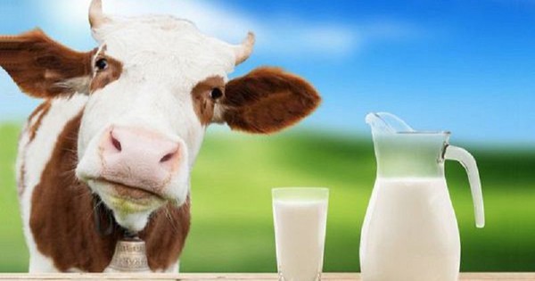 Nhiễu loạn thị trường sữa, đề xuất phân biệt rõ sữa tươi với sữa bột pha nước