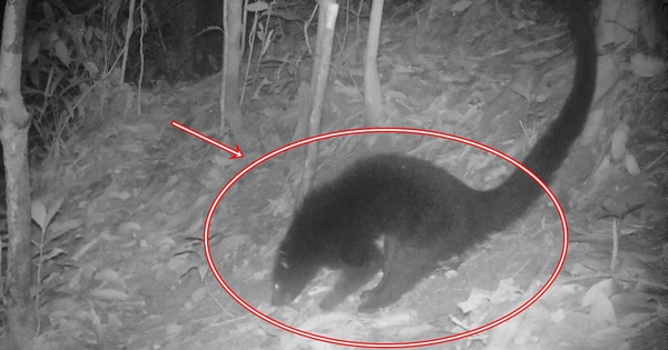 Loài động vật quý hiếm có mùi bắp rang bơ của Việt Nam: Chỉ còn lại khoảng 10 cá thể trên 100 km²