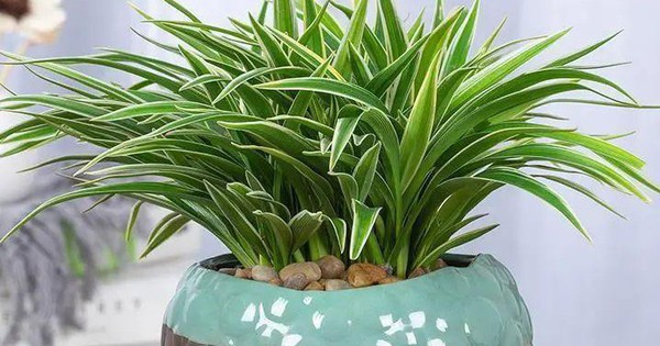 Ông bà xưa nói: 4 loại cây cảnh “mạ vàng” nên trồng trong nhà, giữ được là lộc kéo vào đầy ắp