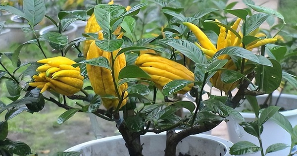 Ông bà xưa nói: Trồng được 1 trong 6 loại cây này trước nhà, tài lộc ắt sẽ ùn ùn kéo đến