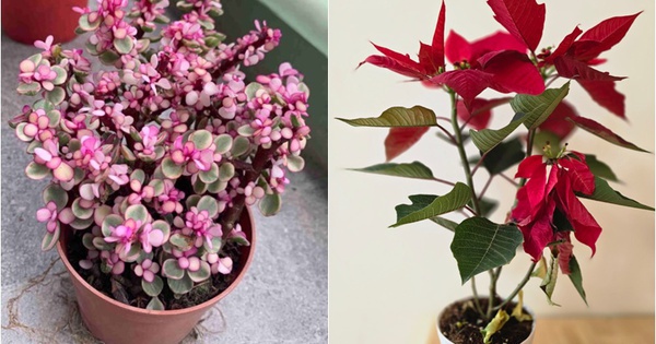 Người mệnh Hỏa hợp trồng cây cảnh gì?