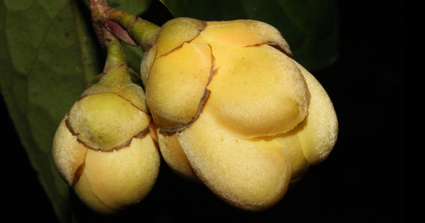 4 loài thực vật tưởng đã tuyệt chủng bất ngờ xuất hiện trở lại ở Việt Nam: có loài biến mất 100 năm mới thấy bóng dáng