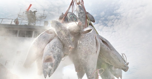 Một 'kho báu' của Việt Nam được châu Âu ngày càng ưa chuộng: Thu về hơn nửa tỷ USD, nước ta đứng Top 5 'ông trùm' của thế giới