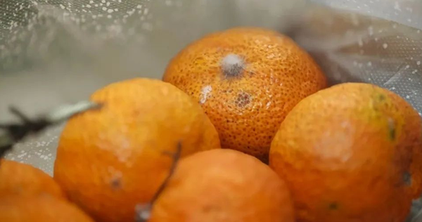 Trái cây hơi thối có ăn được không? Phóng to 600 lần, bạn sẽ thấy da đầu  ngứa ran