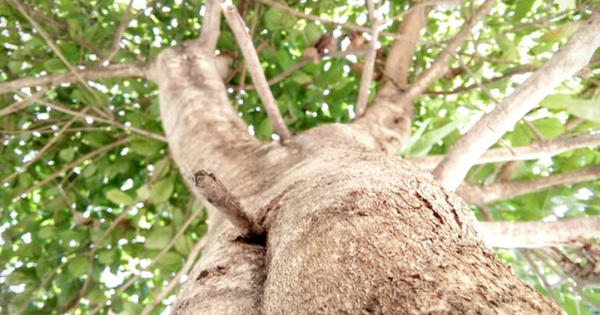 Ông bà dạy: Nhà có 3 cây này may mắn kéo dài, vừa sang vừa hút tài lộc, bảo sao người giàu thích mê