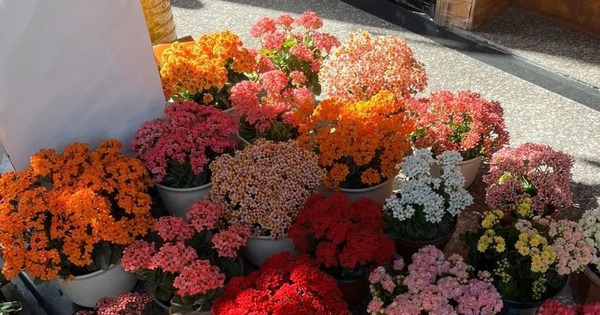 Người giàu bí mật trồng 5 cây cảnh trong nhà: Vận khí thăng hoa, "ăn sạch" bụi bẩn như chưa từng tồn tại