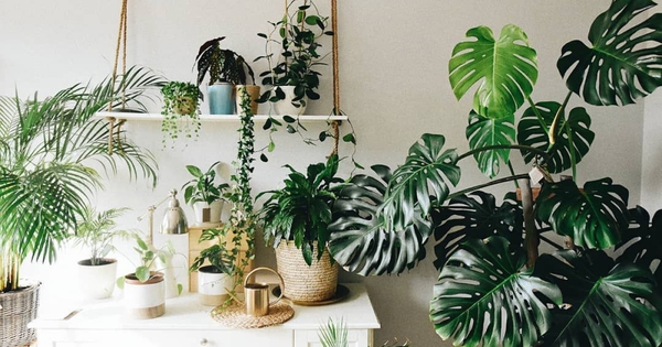 Người ở chung cư bí mật trồng 10 loại cây cảnh: là "máy lọc bụi mịn, bức xạ điện từ", lại hút lộc hút tài, nhà giàu rất chuộng