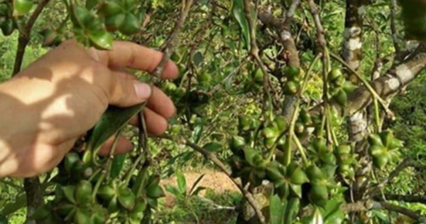 Báu vật có nhiều ở Việt Nam nhưng trên thế giới cực hiếm, được người Trung Quốc thích mê: Vừa là gia vị, vừa là thuốc tốt