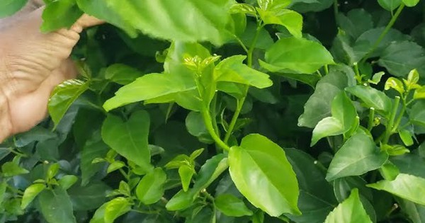 "Thần dược xanh" của người dân vùng núi Tây Bắc: Công dụng bất ngờ, bổ hơn cả uống vitamin tổng hợp