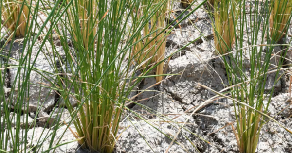 ‘Sóng gió’ đến với nông nghiệp của nền kinh tế lớn thứ 2 châu Á: Giá gạo chưa hết ‘bão’, loạt lương thực quan trọng chuẩn bị tăng giá phi mã vì lý do này