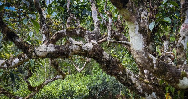 Trên dãy Hoàng Liên Sơn cao nghìn mét có "báu vật sống" trăm năm tuổi: Hiếm có trên đời!