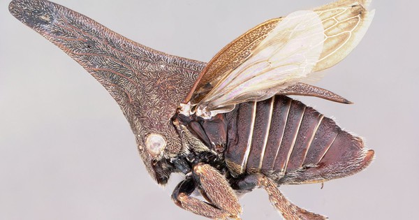 Ve sầu sừng: Giải mã nguồn gốc kỳ dị của một trong những sinh vật lạ nhất hành tinh!