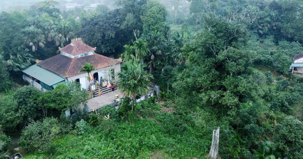 Hai 'báu vật sống' hơn 200 năm tuổi ở Hà Tĩnh: Trị giá trăm tỷ, nay chính thức trở thành Di sản Việt Nam