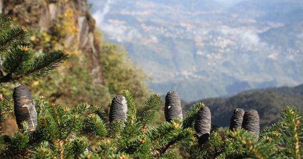 Trên đỉnh Fansipan có một “báu vật” chỉ Việt Nam có, được cả thế giới bảo vệ