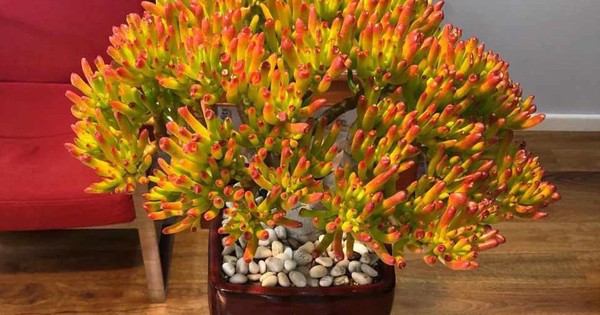 Ông bà dặn con cháu: Ban công trồng 3 cây này, đời hanh thông, phúc đức bền như núi!