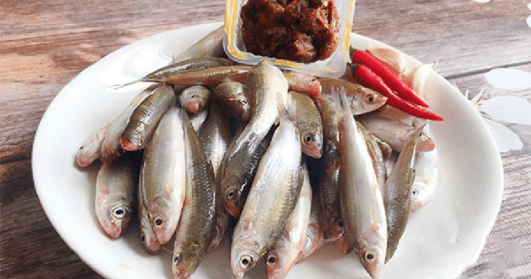 Loại cá được ví như "cá thần", chỉ xuất hiện 3 tháng trong năm: Giàu canxi, thịt mềm, ăn được cả xương